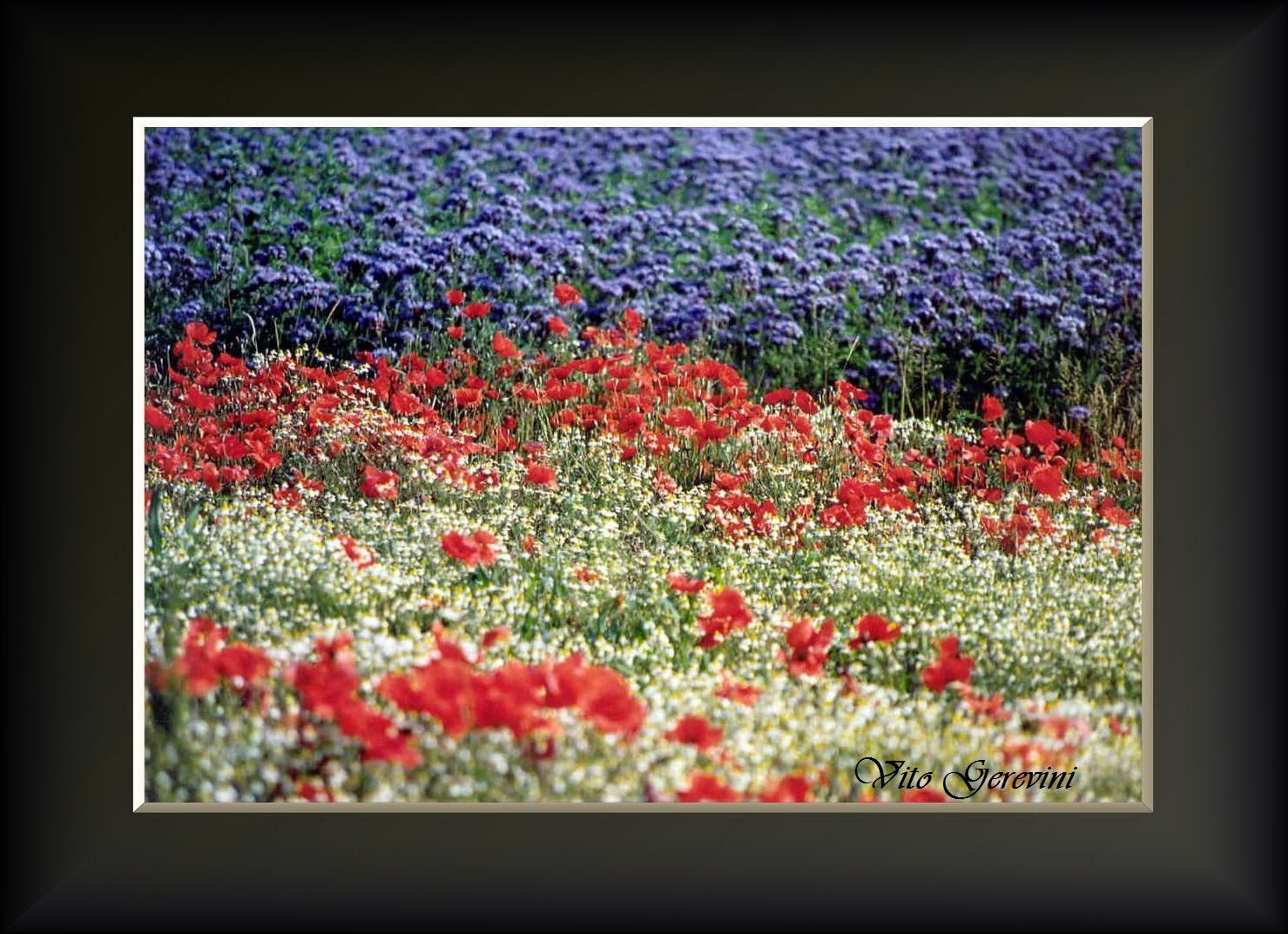 Papaveri e fiori di campo