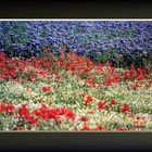 Papaveri e fiori di campo