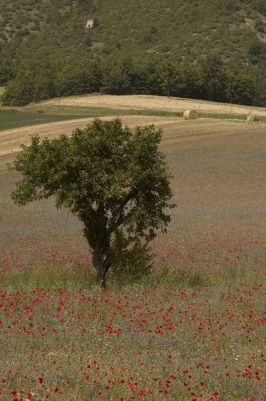 Papaveri e grano