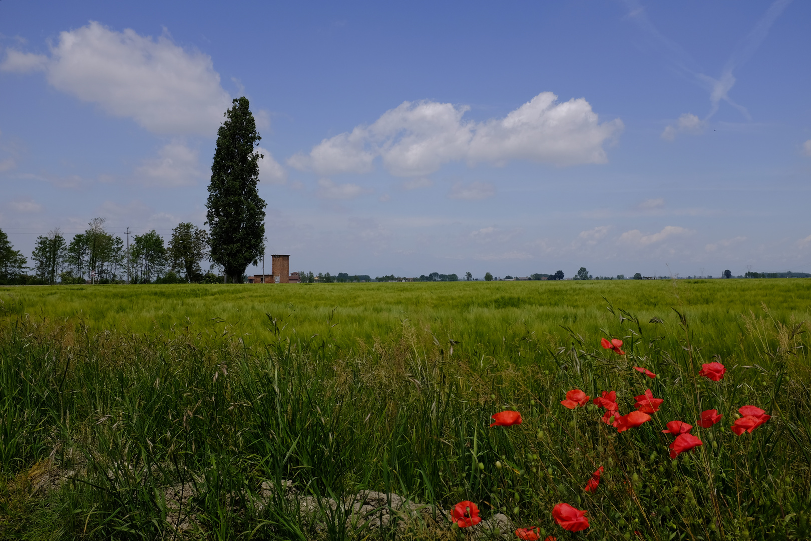 Papaveri e Nuvole