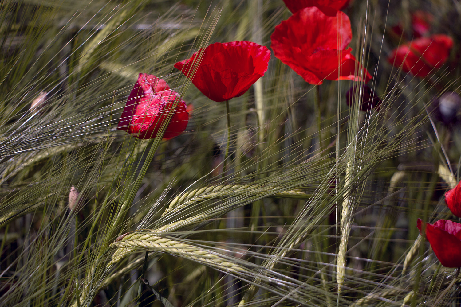 papaveri e spighe, eleganza innata - IMG_8939