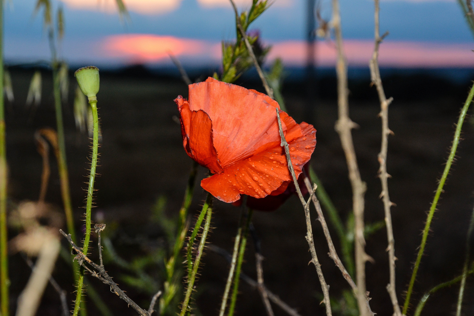 Papaveri e tramonto