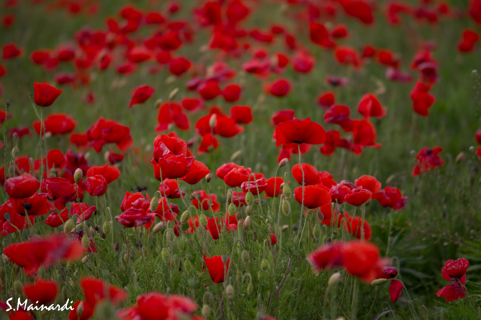 Papaveri in campagna