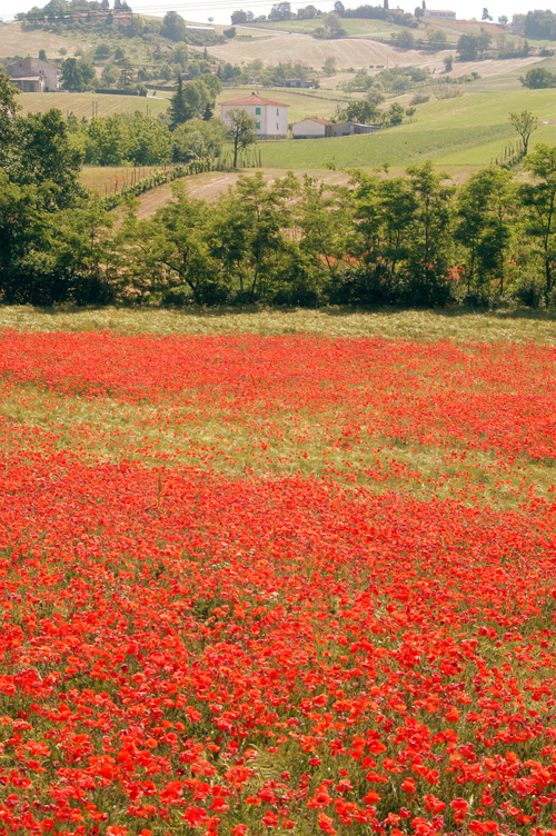 Papaveri in Val Baganza