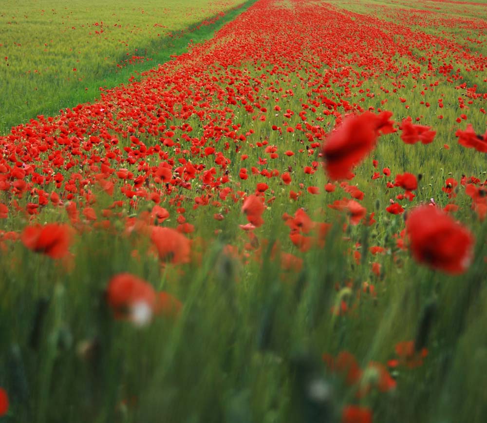 Papaveri nel grano