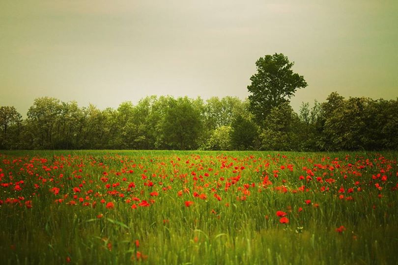 Papaveri - Poppies