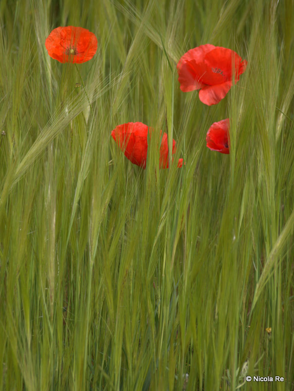 Papaveri - Poppies