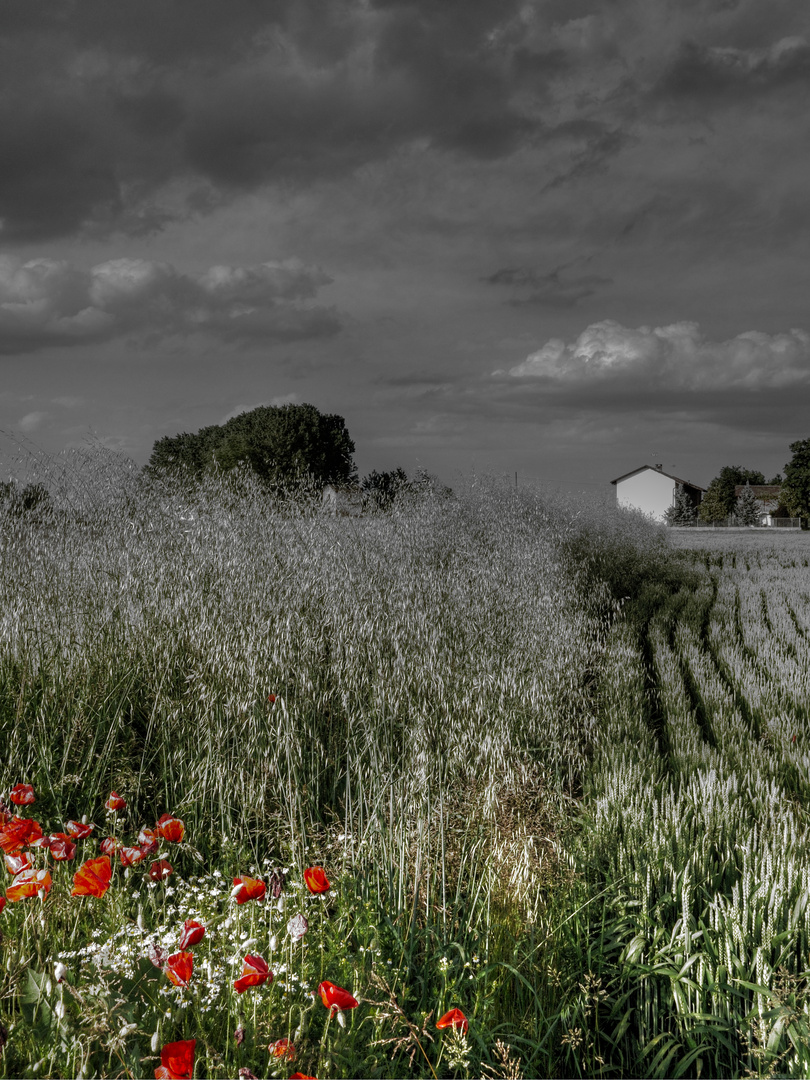 Papaveri rossi,cielo grigio