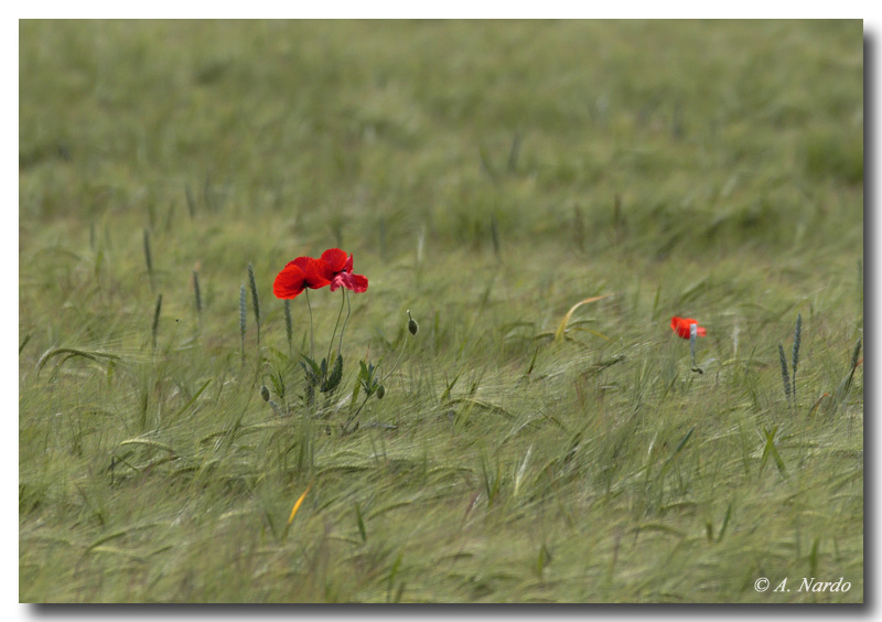 papaveri solitari