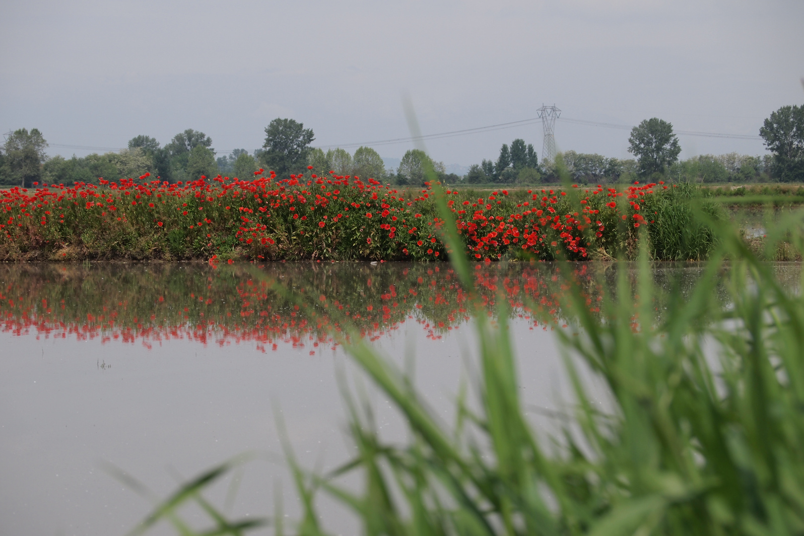 papaveri sull'acqua