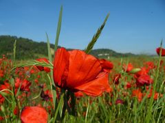 Papaveri toscani