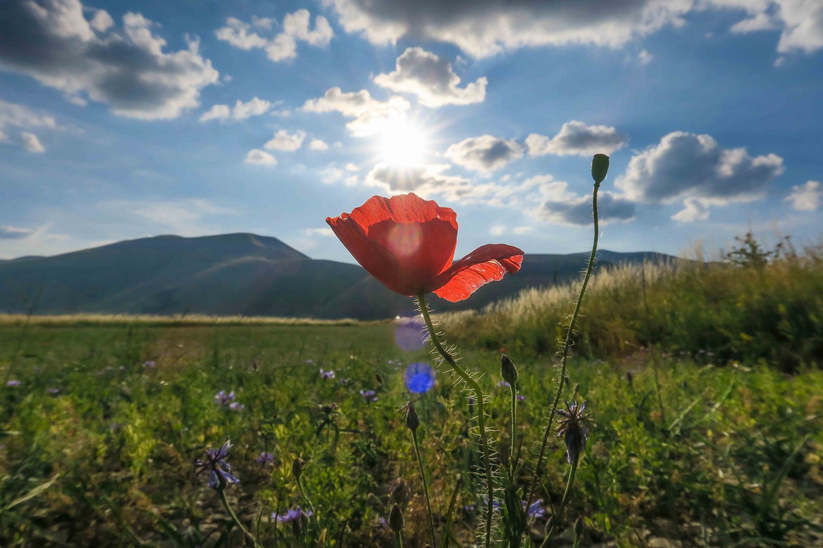 Papavero a Castelluccio