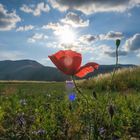 Papavero a Castelluccio