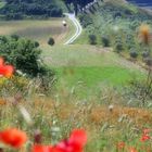 ~ Papavero di Val d'Orcia ~