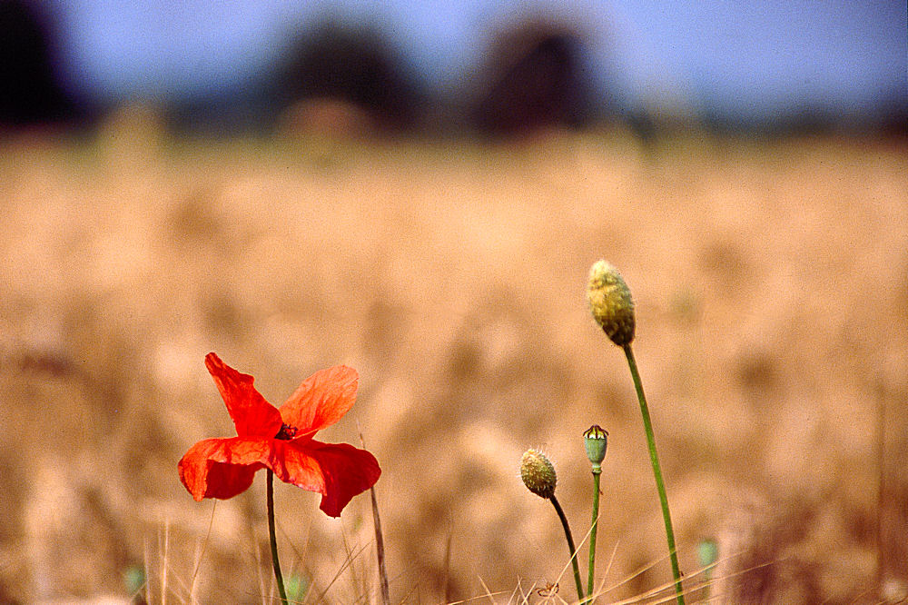 Papavero rosso