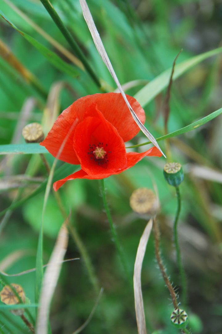 PAPAVERO... ROSSO