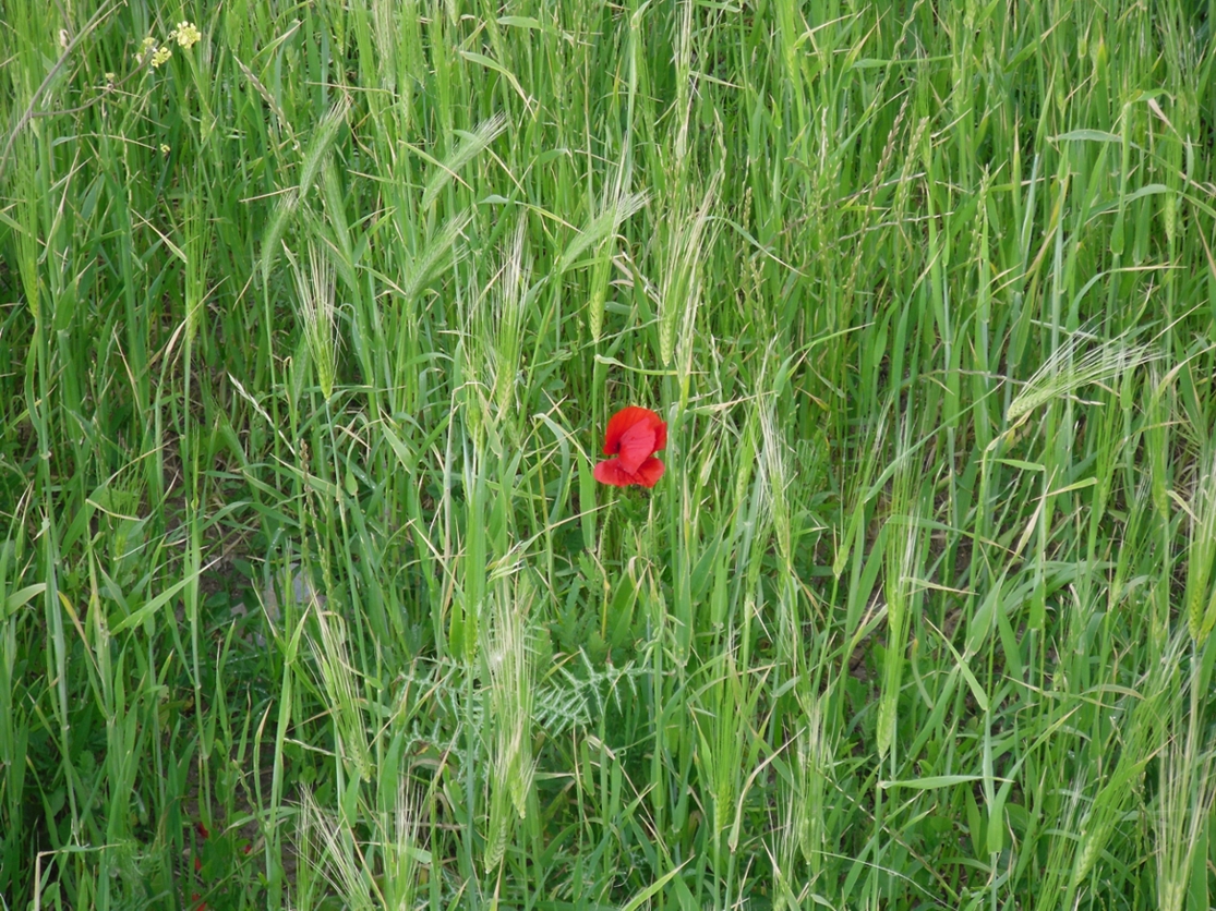 "Papavero Solitario"