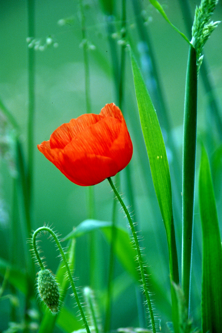 papavero solitario