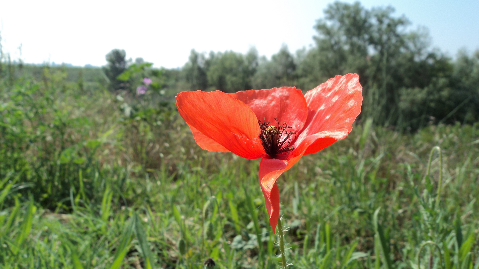 Papavero solitario