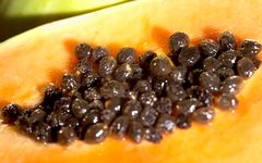 Papaya