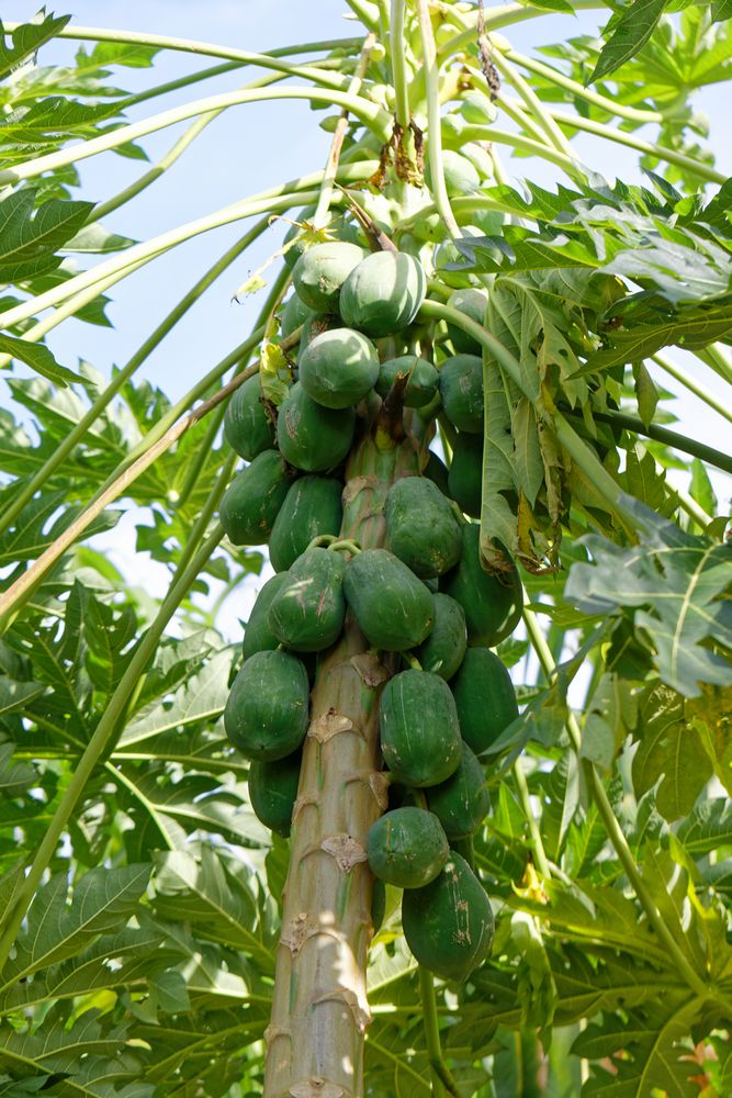 Papaya Foto & Bild north america, central america, pflanzen, pilze