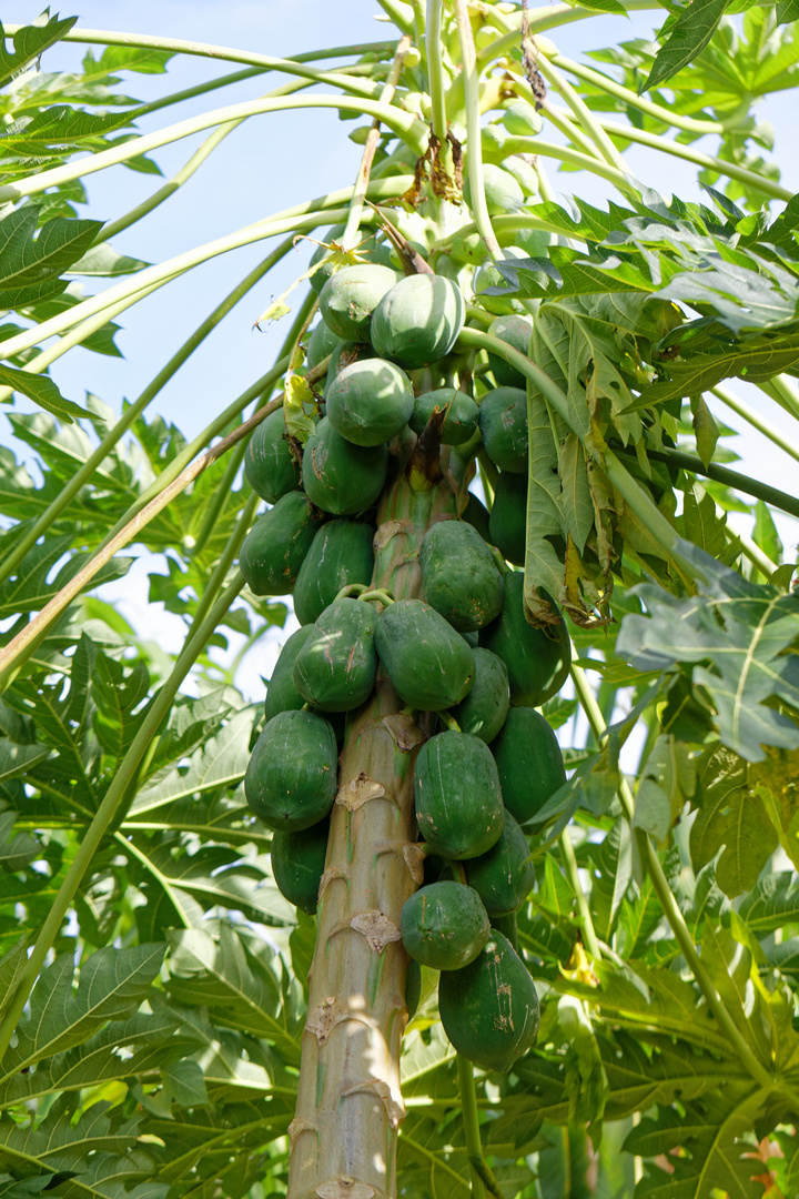 Papaya Foto & Bild north america, central america, pflanzen, pilze