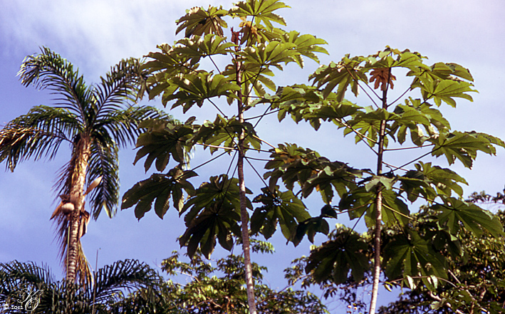 Papaya