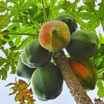 Papaya