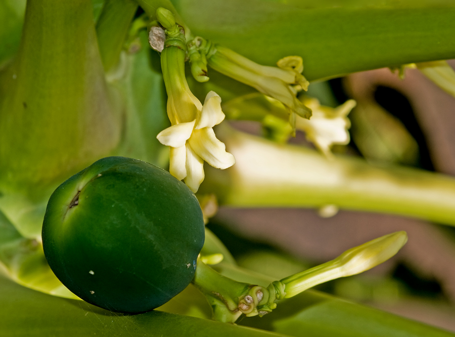 Papaya-Blüte