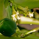 Papaya-Blüte