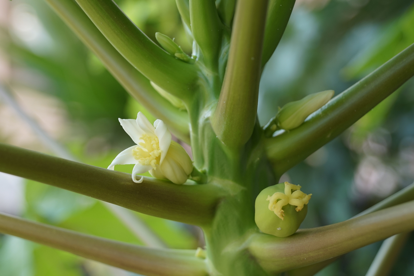 Papaya Blüte. Foto & Bild pflanzen, pilze & flechten, blüten