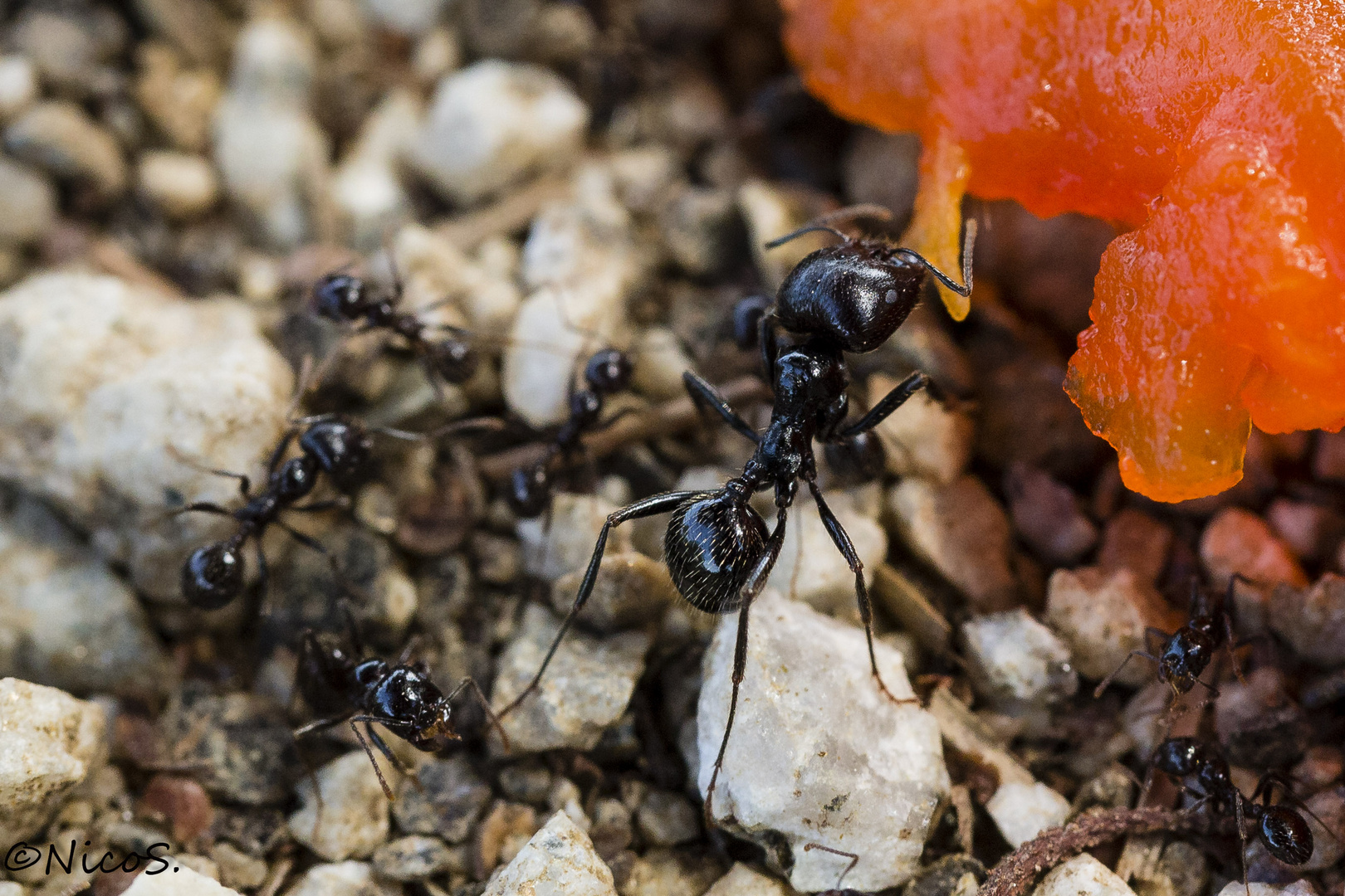 Papaya eating ant