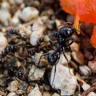 Papaya eating ant