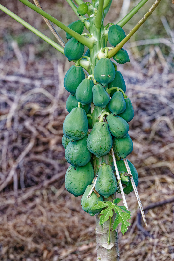 Papaya