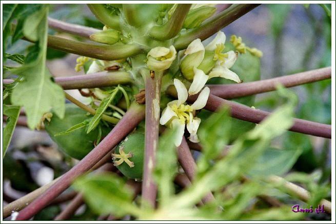 Papaya mit Frucht und Blüte Foto & Bild | pflanzen, pilze & flechten, früchte und beeren, natur ...