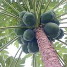 Papaya Tree