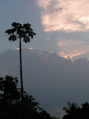 Papayabaum und Gewitterwolke