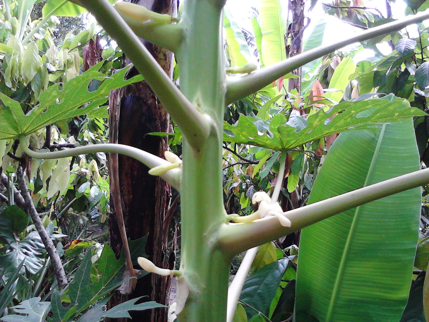 Papayapflanze in Bali