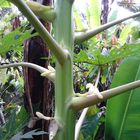 Papayapflanze in Bali