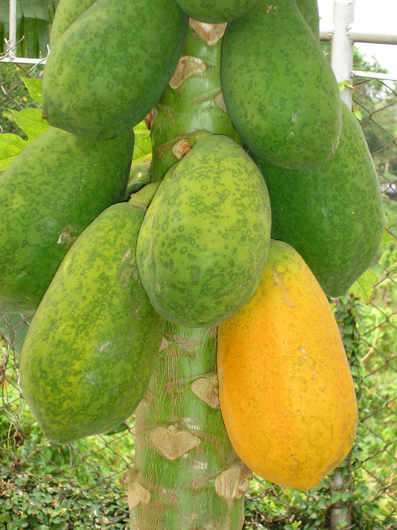 Papayas am Baum