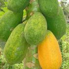 Papayas am Baum