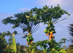 Papayas - die Bäume erinnern an die Göttin der Fruchtbarkeit ...