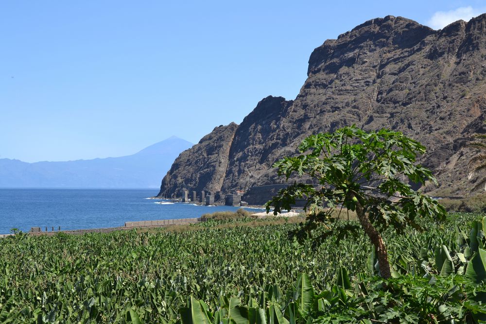 Papayas und Bananen