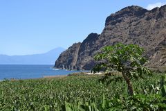 Papayas und Bananen