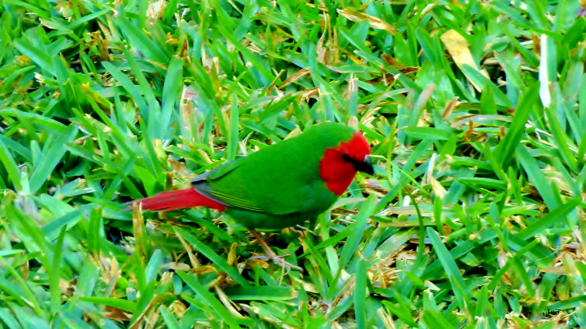 Pape de Nouméa