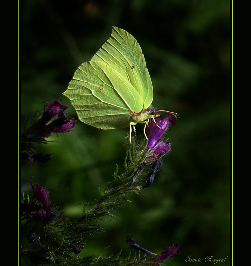 Papellonium Silvestris