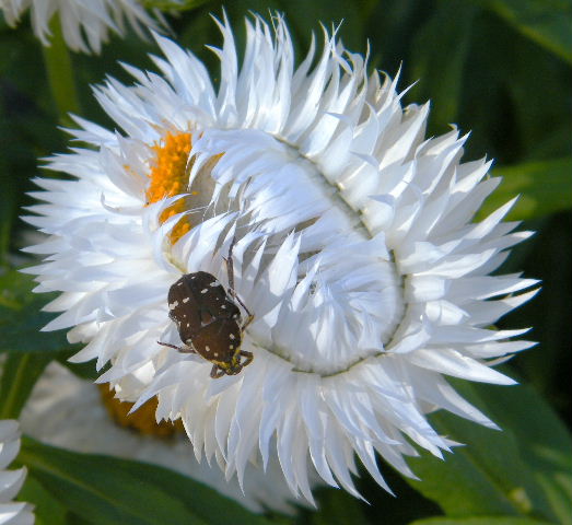 Paper Daisy With Visitor.