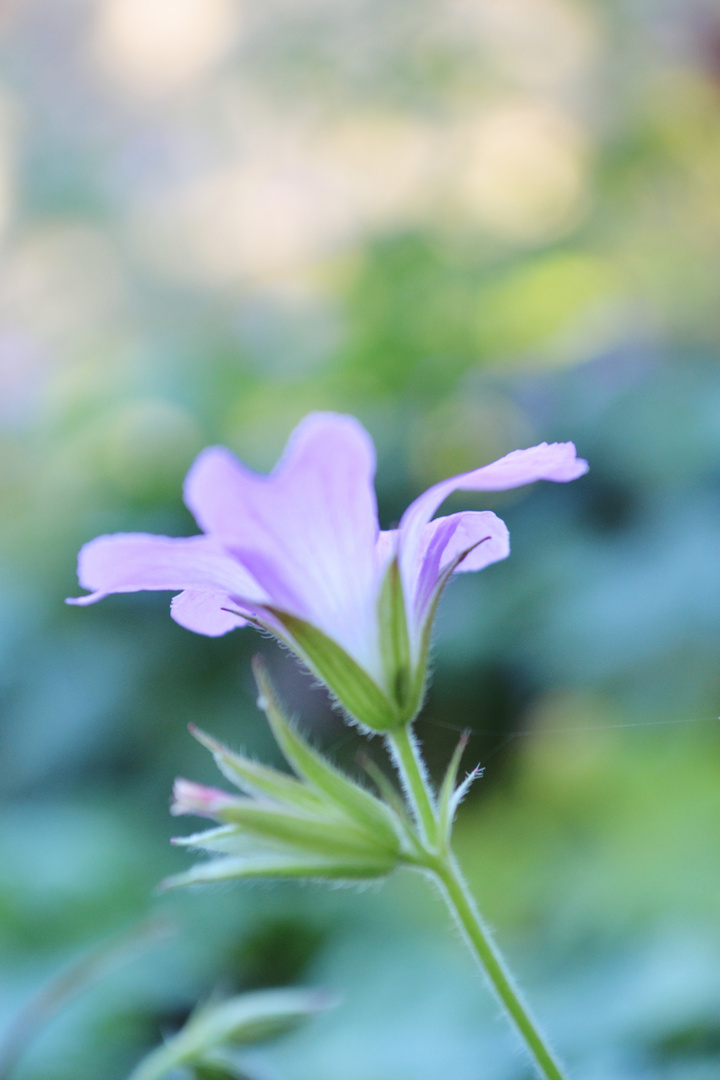 paper flowers II