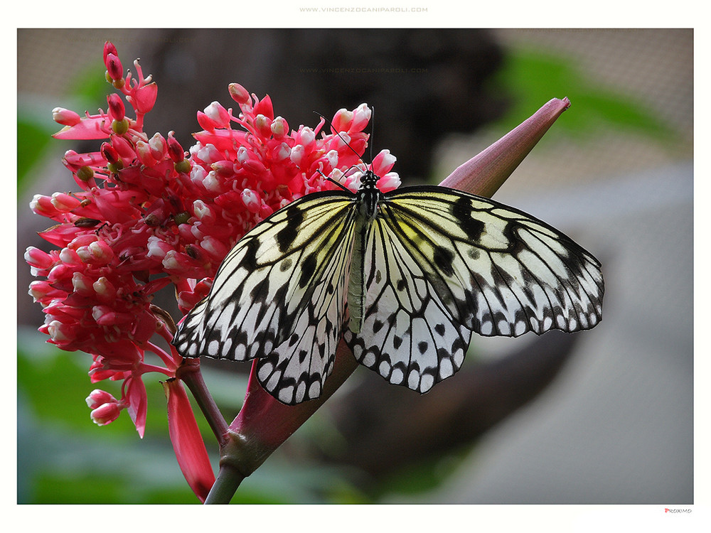 PAPER KITE