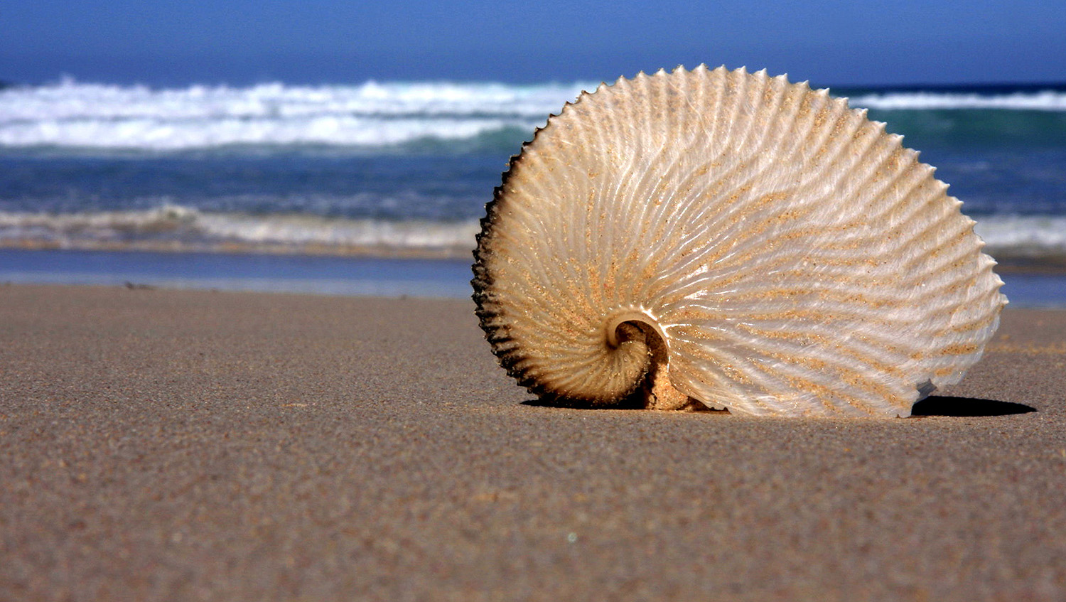 Paper Nautilus